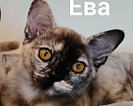Кошки в Краснодаре: Ева Девочка, Бесплатно - фото 1
