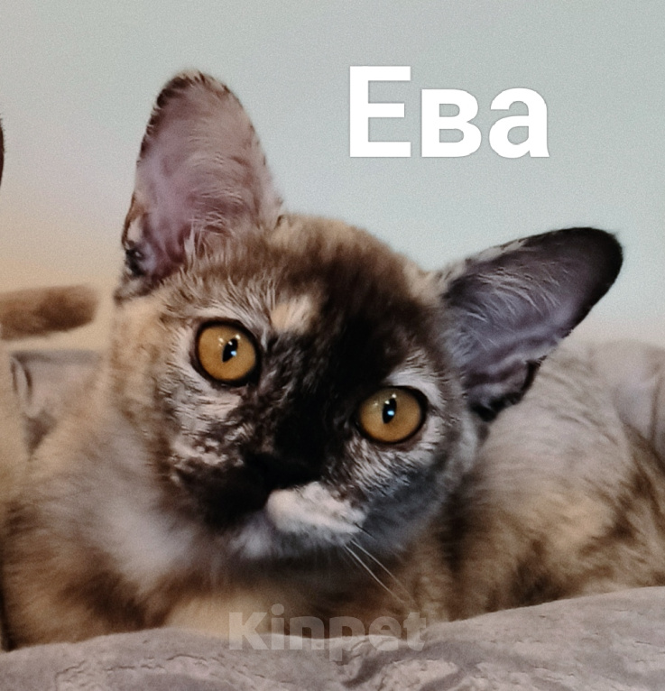 Кошки в Краснодаре: Ева Девочка, Бесплатно - фото 1