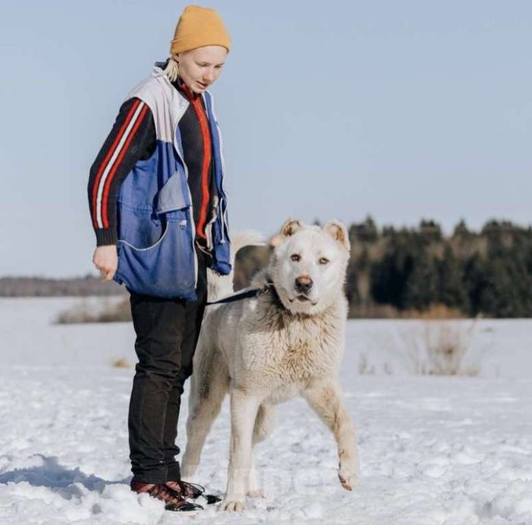 Собаки в Москве: Белый алабай Барни в дар Мальчик, Бесплатно - фото 1
