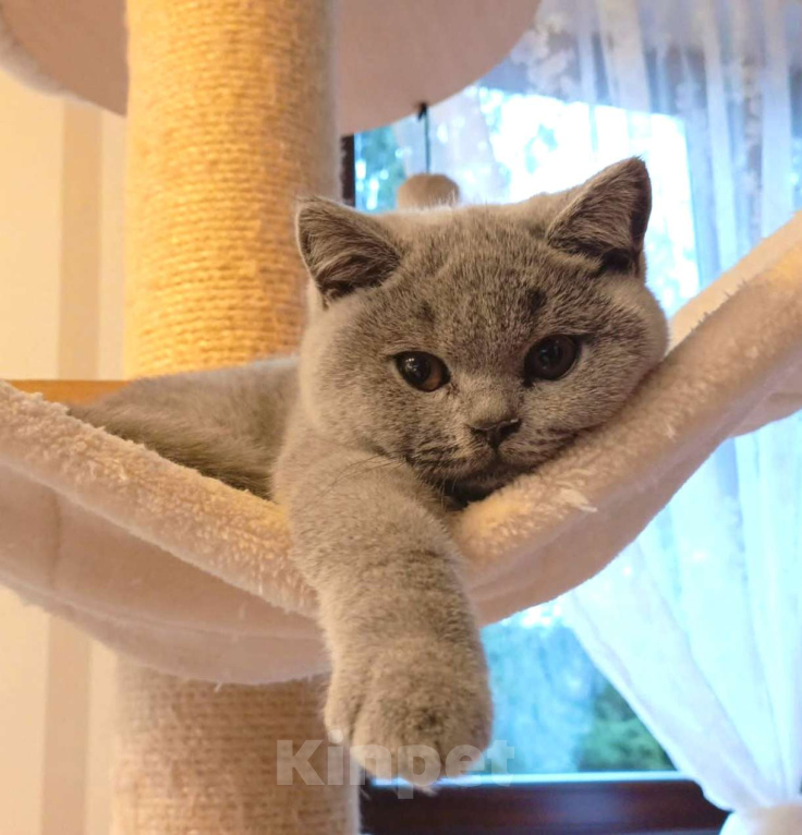 Кошки в Москве: Британские к/ш котята  Мальчик, Бесплатно - фото 5