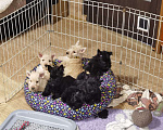 Собаки в Сочи: щенки Мальчик, 70 000 руб. - фото 1