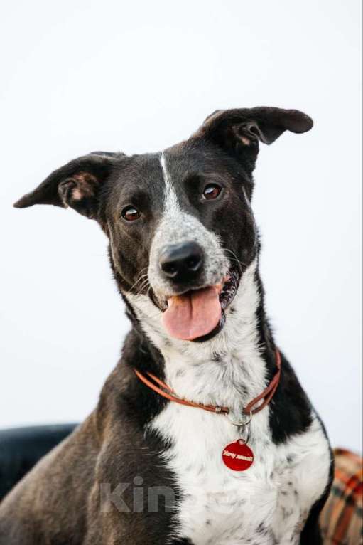 Собаки в Москве: Цирковой пёс Барни в добрые руки Мальчик, 1 руб. - фото 4