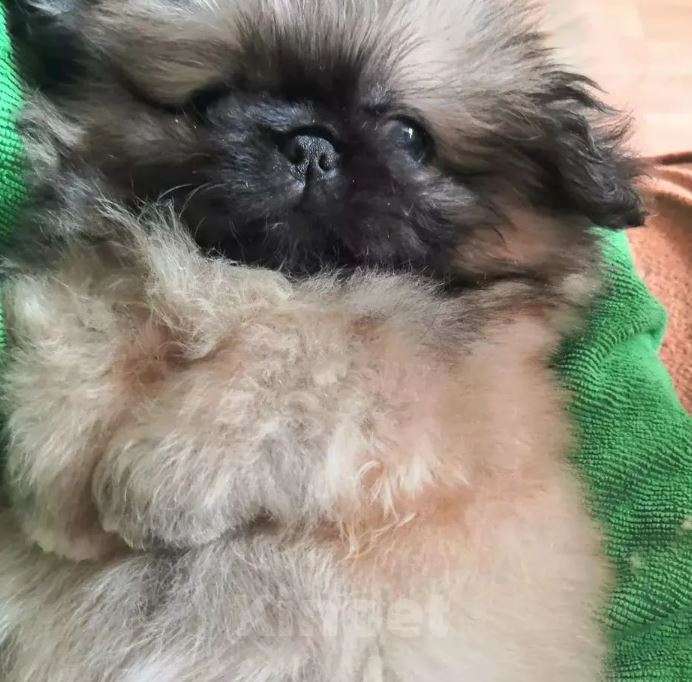 Собаки в Самаре: Щенки пекинеса от титулованных родителей Мальчик, Бесплатно - фото 2