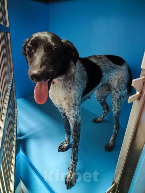 Собаки в Москве: Ника, метис курцхаара. У нас на три дня. Девочка, Бесплатно - фото 3