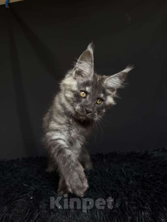 Кошки в Москве: Мейн-кун мальчик Мальчик, 40 000 руб. - фото 3