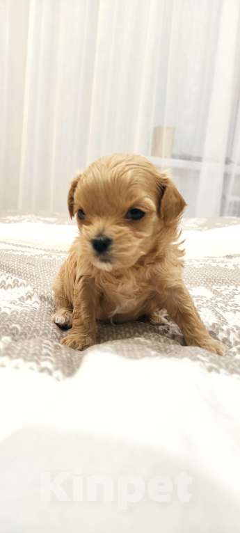 Собаки в Губкине: Малыши Девочка, Бесплатно - фото 1