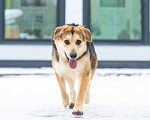 Собаки в Москве: Бари срочно ищет дом Мальчик, Бесплатно - фото 2