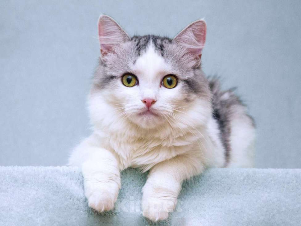 Кошки в Москве: Серебристый кот Витюша с роскошным хвостом в дар Мальчик, 1 руб. - фото 4