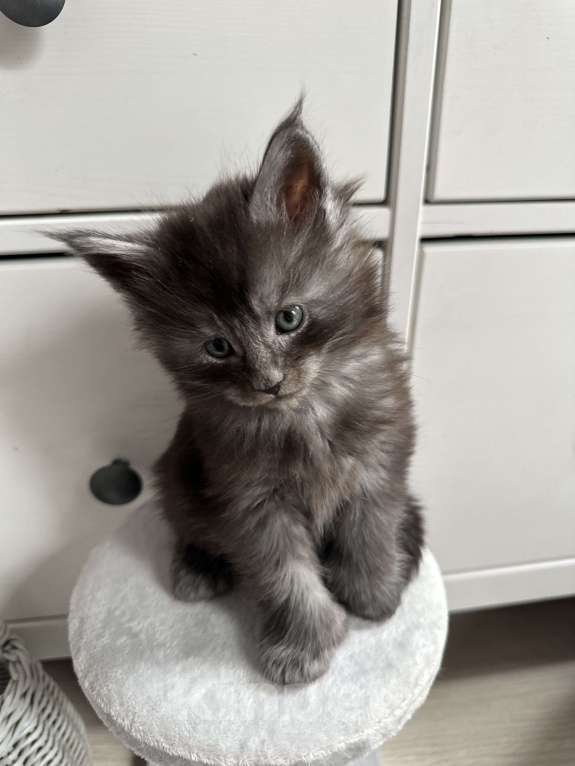 Кошки в Санкт-Петербурге: Котята мейн кун полидакты и классика Разнополые, 50 000 руб. - фото 10