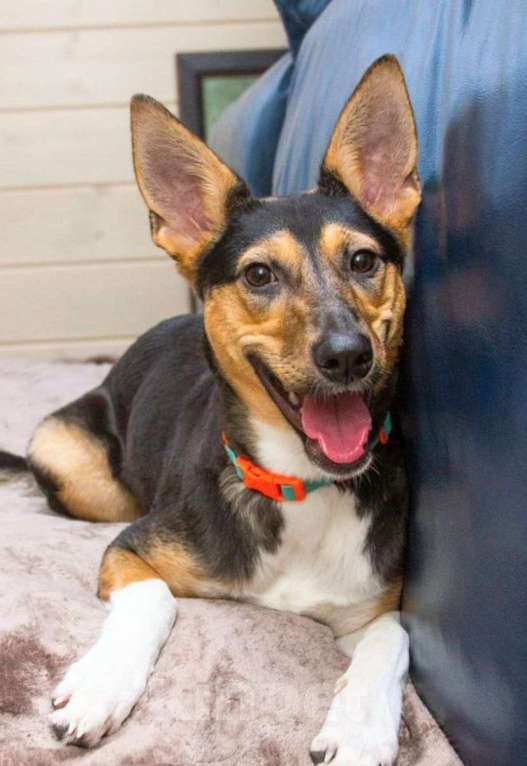 Собаки в Москве: Лея ищет дом Девочка, Бесплатно - фото 2