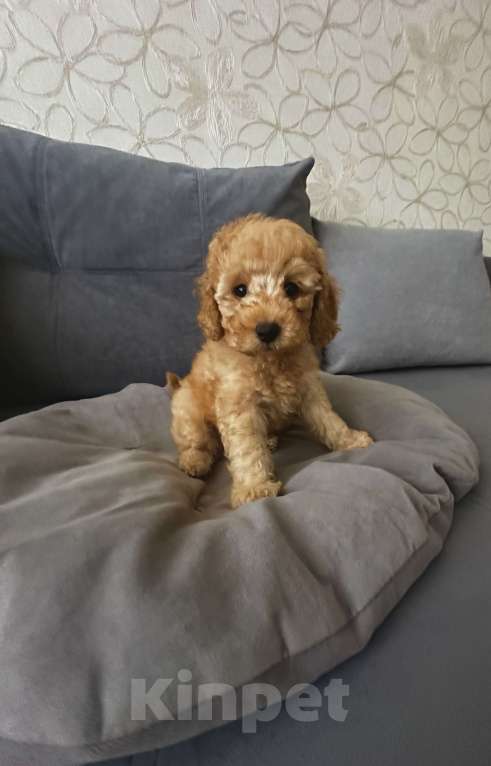 Собаки в Белорецке: Щенки той пуделя Мальчик, 85 000 руб. - фото 1