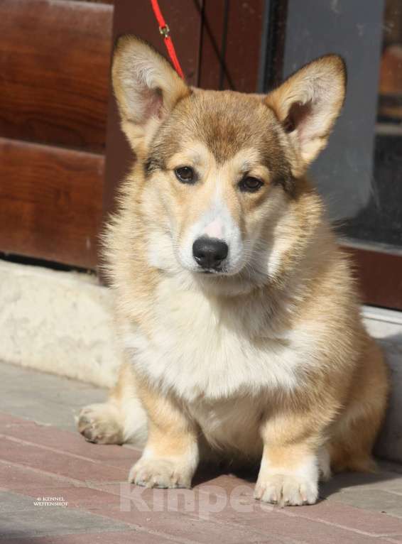 Собаки в Москве: Щенок вельш корги мальчик. Мальчик, 40 000 руб. - фото 5