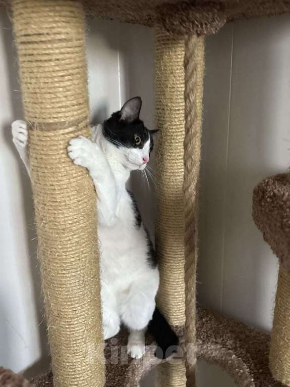 Кошки в Санкт-Петербурге: Очаровательный кот Бонифаций Мальчик, Бесплатно - фото 2