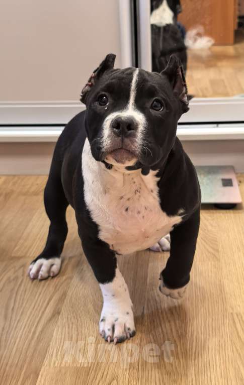 Собаки в Ростове-на-Дону: Американский булли девочка Девочка, 95 000 руб. - фото 2