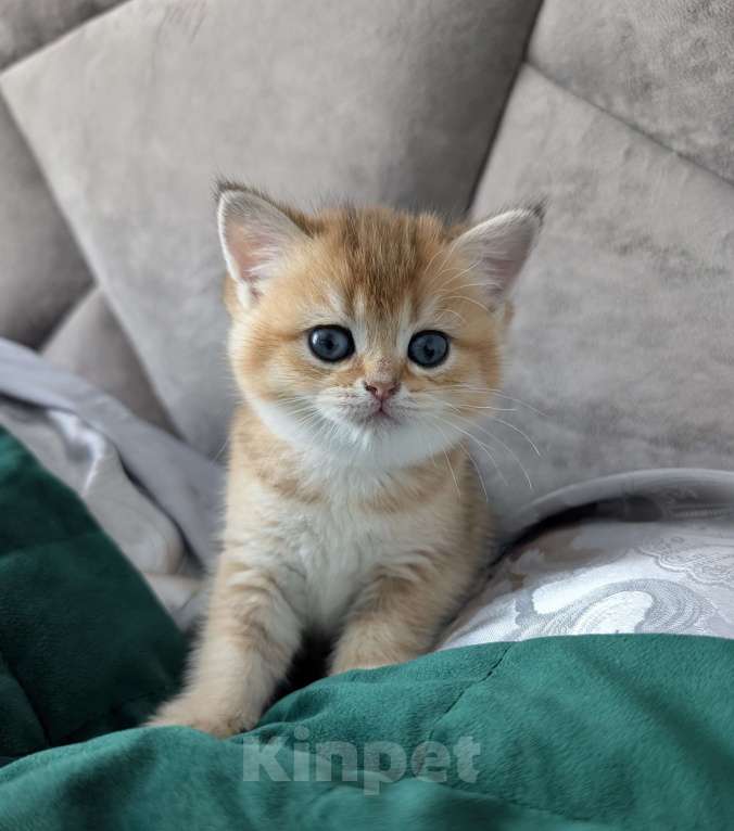 Кошки в Ростове-на-Дону: Шотландские котята золотая шиншилла Мальчик, 12 000 руб. - фото 3