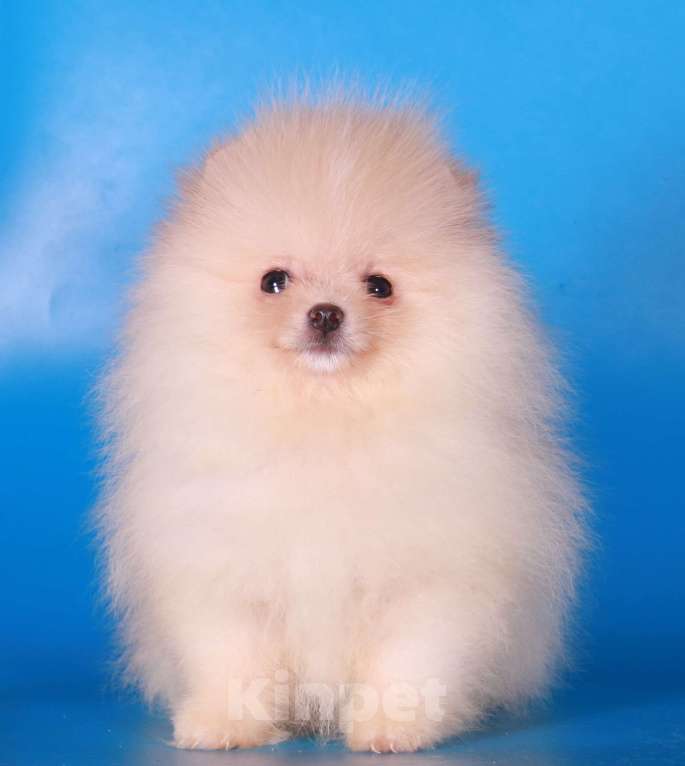 Собаки в Москве: померанский шпиц мини девочка дл души Девочка, 40 000 руб. - фото 4