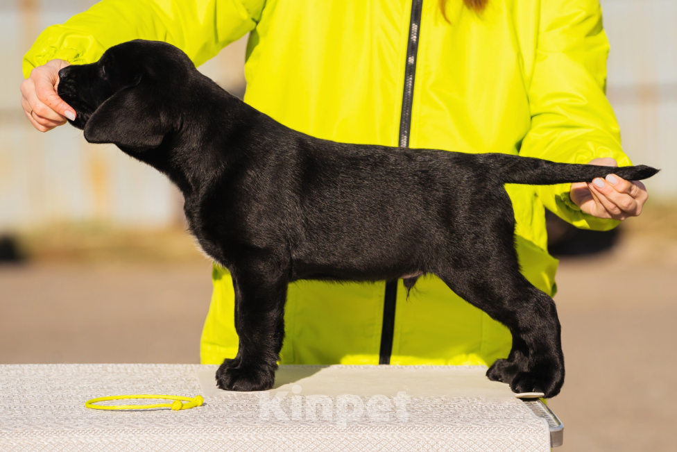 Собаки в Красноярске: Лабрадор ретривер щенки Мальчик, Бесплатно - фото 1