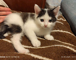 Кошки в Москве: Котёнок мальчик, 2.5 мес. от сибирской кошки Мальчик, 1 000 руб. - фото 3