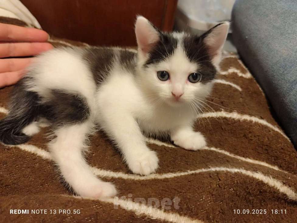 Кошки в Москве: Гриша. Котёнок мальчик, 3 мес. от домашней сибирской кошки.  Мальчик, 1 000 руб. - фото 3