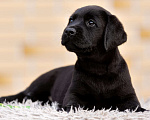 Собаки в других городах Московской области: Черные щенки Лабрадора Мальчик, 80 000 руб. - фото 8