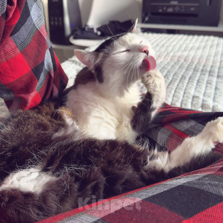 Кошки в Санкт-Петербурге: Кот Сушняк ищет новый дом  Мальчик, Бесплатно - фото 3