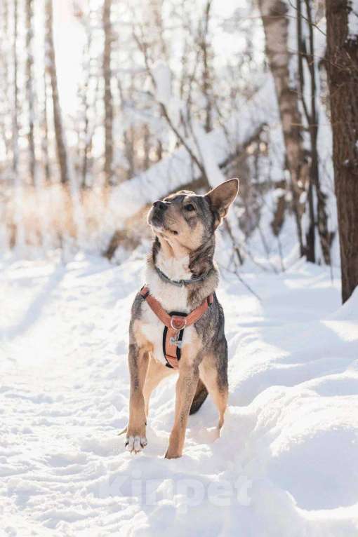 Собаки в Москве: Версаль ищет дом Мальчик, Бесплатно - фото 5