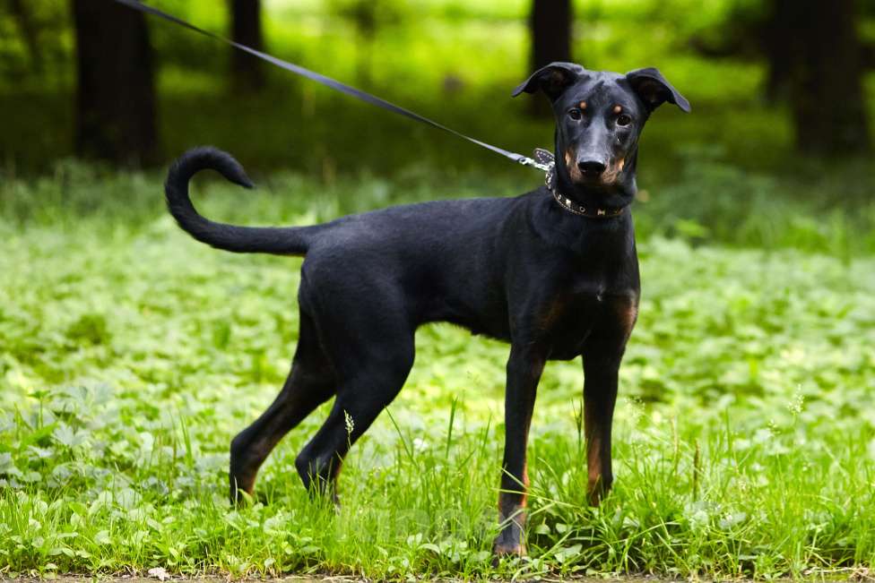 Собаки в Москве: Щенок добермана в добрые руки! Девочка, Бесплатно - фото 2