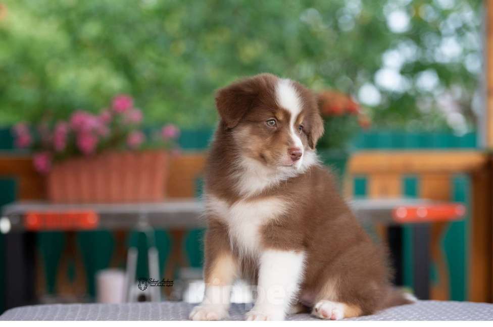 Собаки в Москве: австралийская овчарка аусси Девочка, 80 000 руб. - фото 2