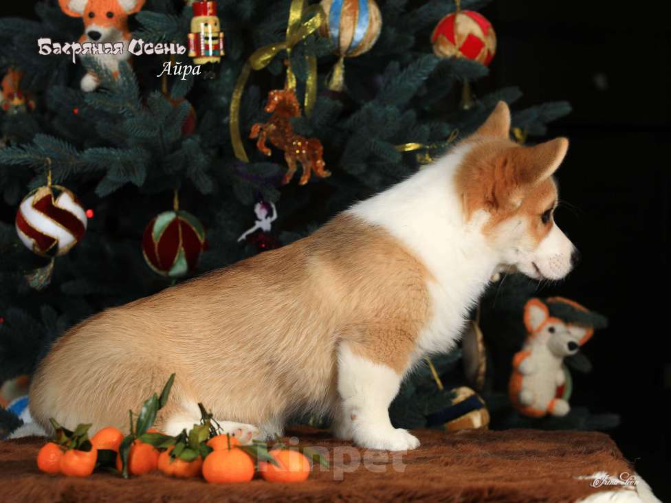 Собаки в других городах Московской области: Щенок вельш корги пемброк Девочка, 70 000 руб. - фото 4