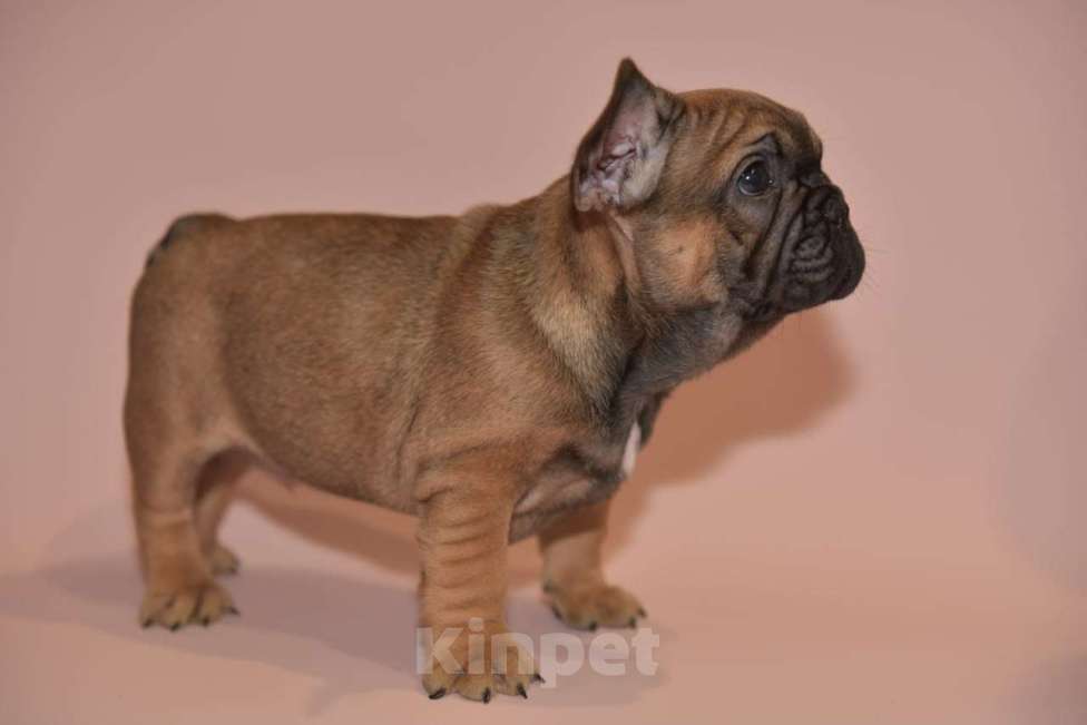 Собаки в Москве: Мальчик французского бульдога  Мальчик, 60 000 руб. - фото 9