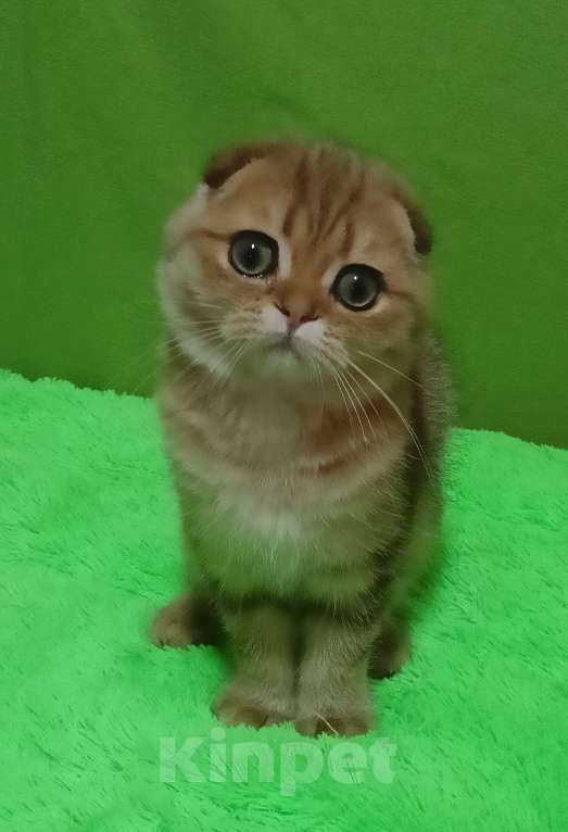 Кошки в Москве: Золотой мраморный красавчик Мальчик, 25 000 руб. - фото 6