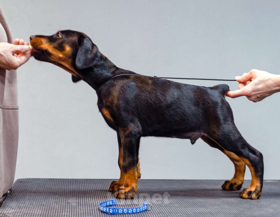 Собаки в Москве: Щенки добермана Мальчик, Бесплатно - фото 10