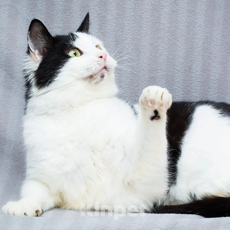 Кошки в Москве: Эльза лишилась своего дома Девочка, Бесплатно - фото 4