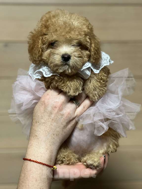 Собаки в Новосибирске: Мальтипу мини девочка, доставка Девочка, 100 000 руб. - фото 3