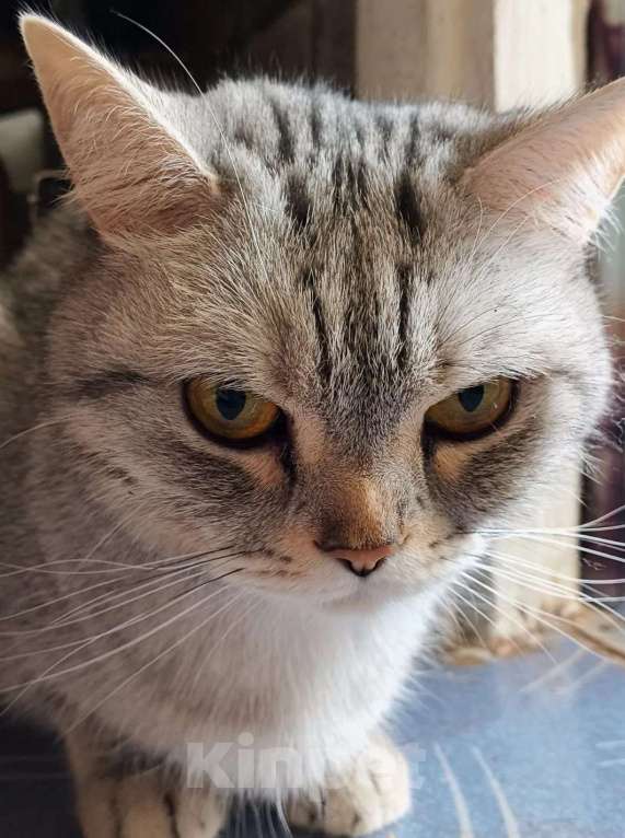 Кошки в Уфе: Отдам в добрые руки Девочка, 100 руб. - фото 2