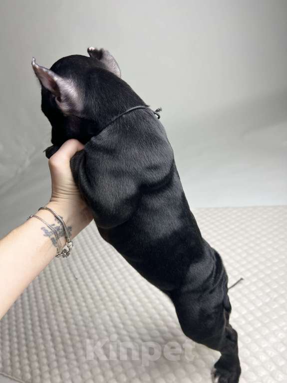 Собаки в Балашихе: Американский булли Мальчик, 120 000 руб. - фото 5