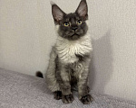 Кошки в Москве: Котенок Мейнкун Девочка, 75 000 руб. - фото 1