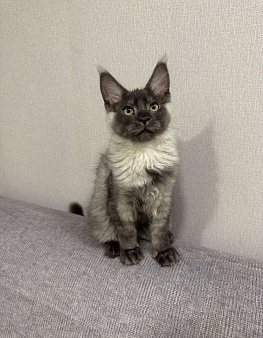 Котенок Мейнкун