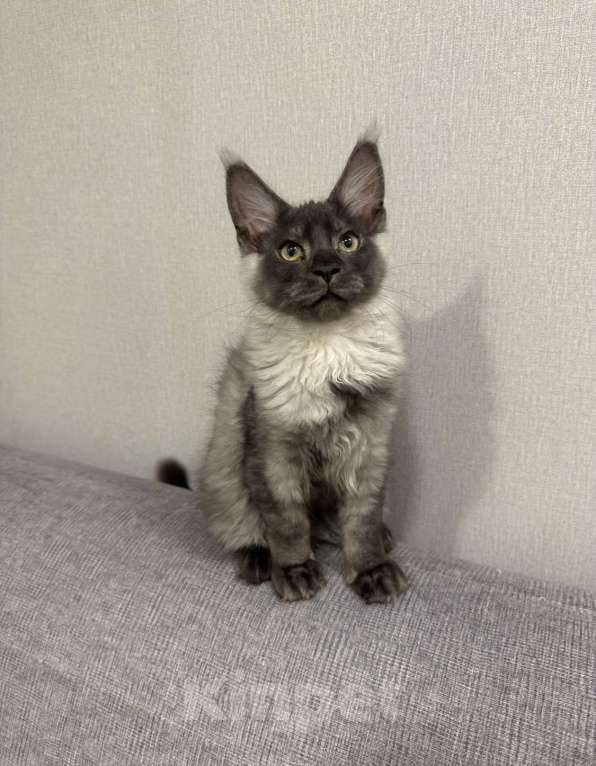 Кошки в Москве: Котенок Мейнкун Девочка, 75 000 руб. - фото 1