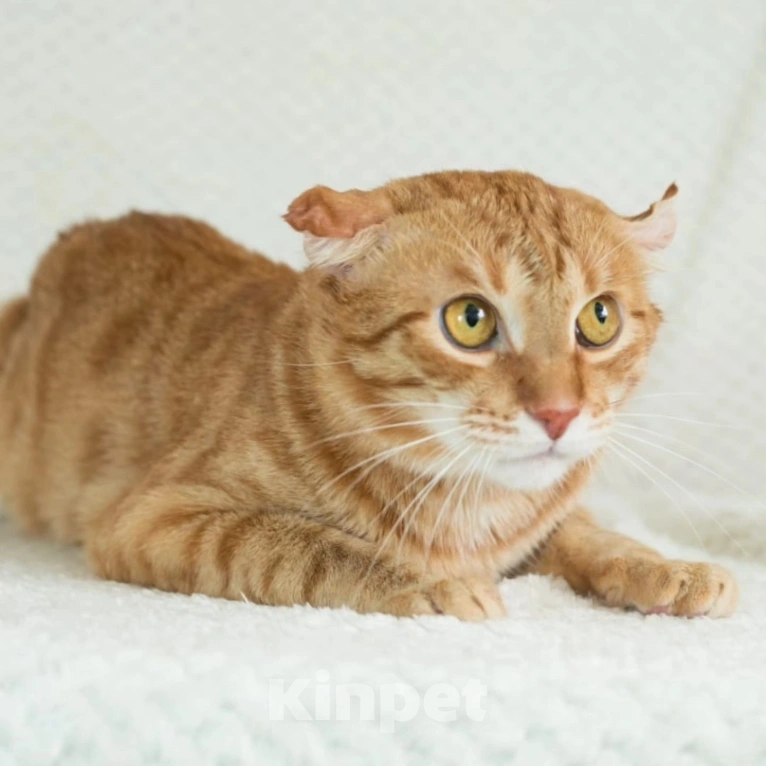 Кошки в Москве: Рыжий Веня с печальной судьбой. Ему очень нужна помощь  Мальчик, Бесплатно - фото 5