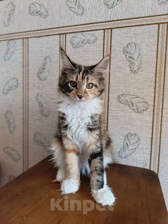 Кошки в Барнауле: Кошечка Девочка, Бесплатно - фото 2