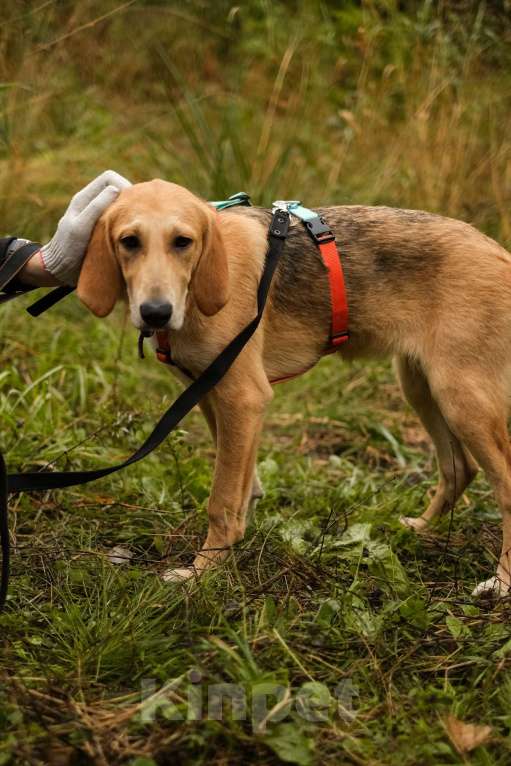 Собаки в Санкт-Петербурге: Русская гончая, щенок Рона из приюта Девочка, Бесплатно - фото 10