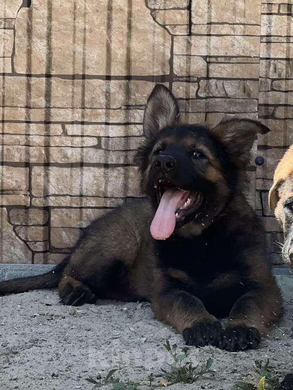 Собаки в Бронницах: Щенки немецкой овчарки Девочка, 40 000 руб. - фото 6