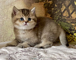 Кошки в Астрахани: Риддик, кот Мальчик, Бесплатно - фото 4