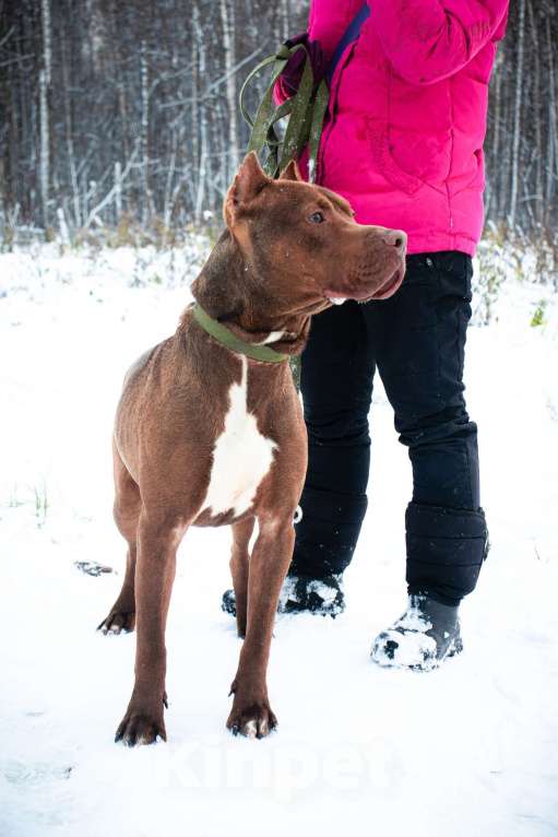 Собаки в Москве: Питбуль Сириус для серьезных умных людей Мальчик, Бесплатно - фото 3