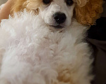 Собаки в Москве: Щенок миниатюрного пуделя арлекина  Мальчик, 100 000 руб. - фото 10
