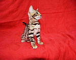 Кошки в Кингисеппе: Чистокровные бенгальчики, 25 000 руб. - фото 2