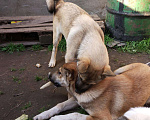 Собаки в Москве: Отдам бесплатно в надёж, Бесплатно - фото 5