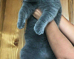 Кошки в Ногинске: Вязка с Шотландским вислоухим котом, 3 000 руб. - фото 4