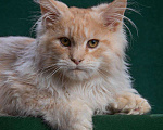 Кошки в Ливны: Котята мейн-кун, 40 000 руб. - фото 4